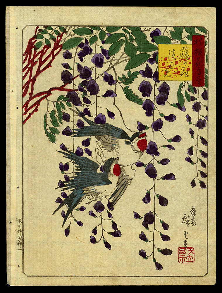 Two Birds and Wisteria