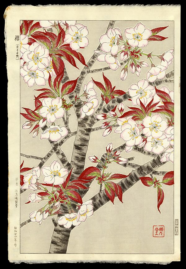 Cherry Blossom Shodo