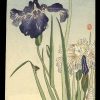 Iris and a Bee Koson