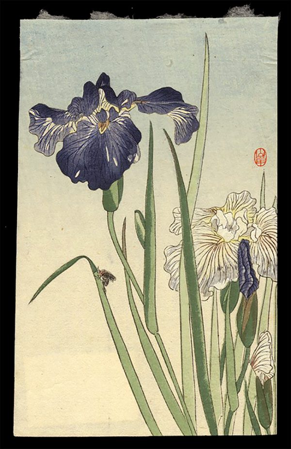 Iris and a Bee Koson