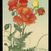 Poppies and Bird Koson