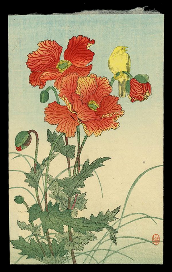 Poppies and Bird Koson