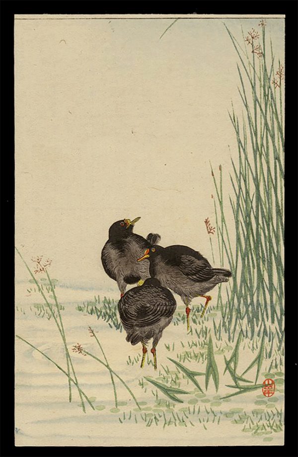 Three Birds Koson