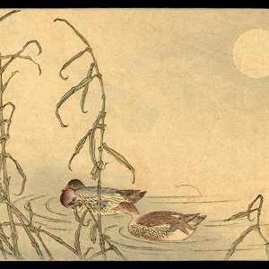 Mandarin Ducks Unread c. 1910