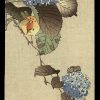 A Song-bird Among Hydrangea Koson