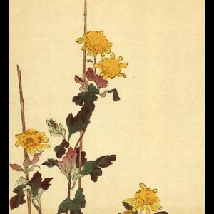 Bird Flying over Chrysanthemum Unread c. 1910