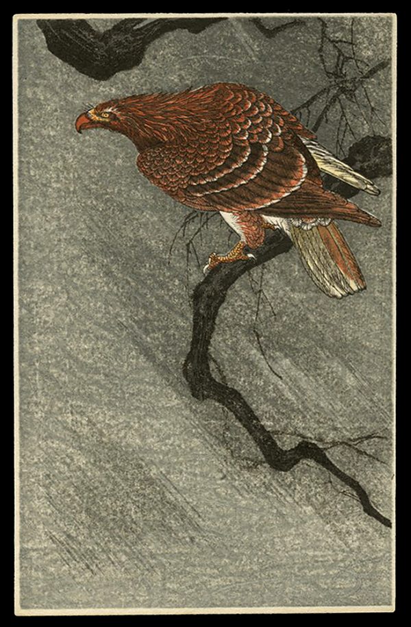 Hawk Koson