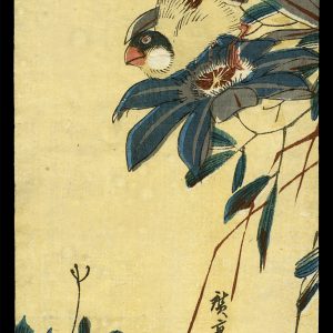 Fitch and Clematis Hiroshige