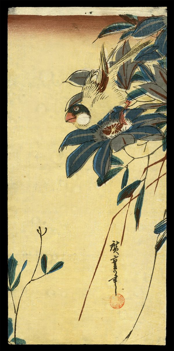 Fitch and Clematis Hiroshige