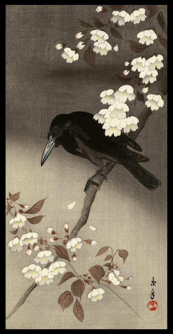 Crow and Cherry Blossoms Keinen