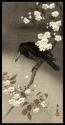 Crow and Cherry Blossoms