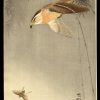 Hawk Chasing an Insect Koson
