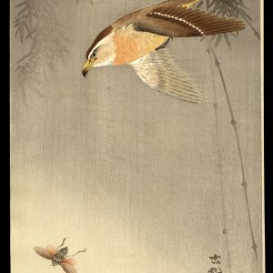 Hawk Chasing an Insect Koson