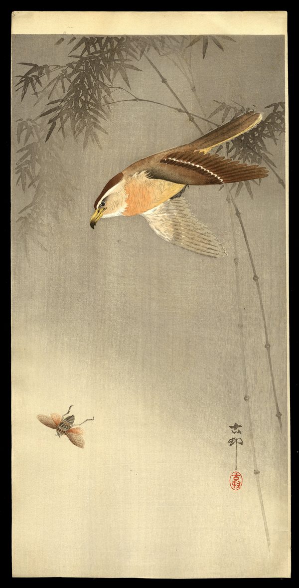 Hawk Chasing an Insect Koson