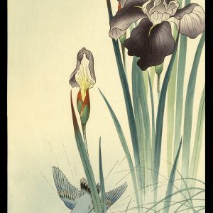 Kingfisher and Irises Keinen
