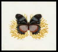 Madagascar Diadem Butterfly (Hypolimnas Dexithea)