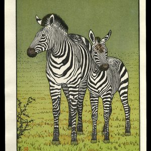 Zebras Yoshida