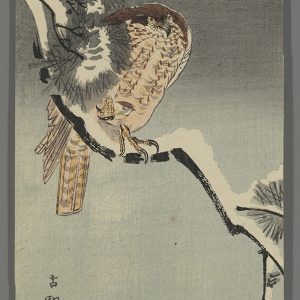 Hawk on a Pine Branch Koson