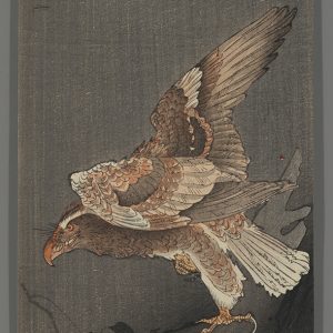 Goshawk and Prey Koson