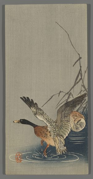 Two Mallard Ducks Koson