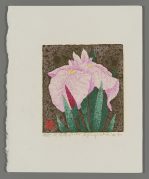 Flowering Iris No. 144