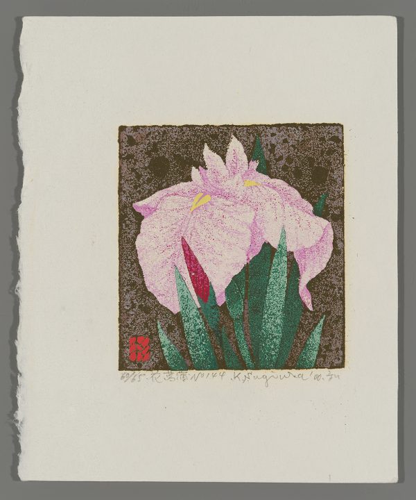 Flowering Iris No. 144 Sugiura