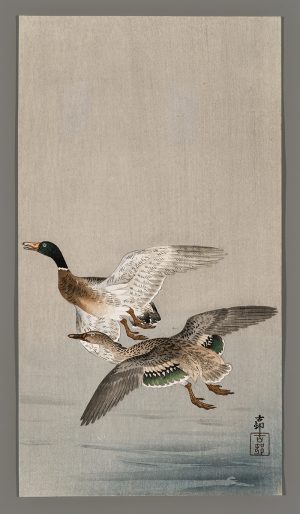 Two Mallards in Flight Above Water Koson