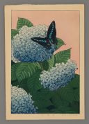 Hydrangea and Butterfly