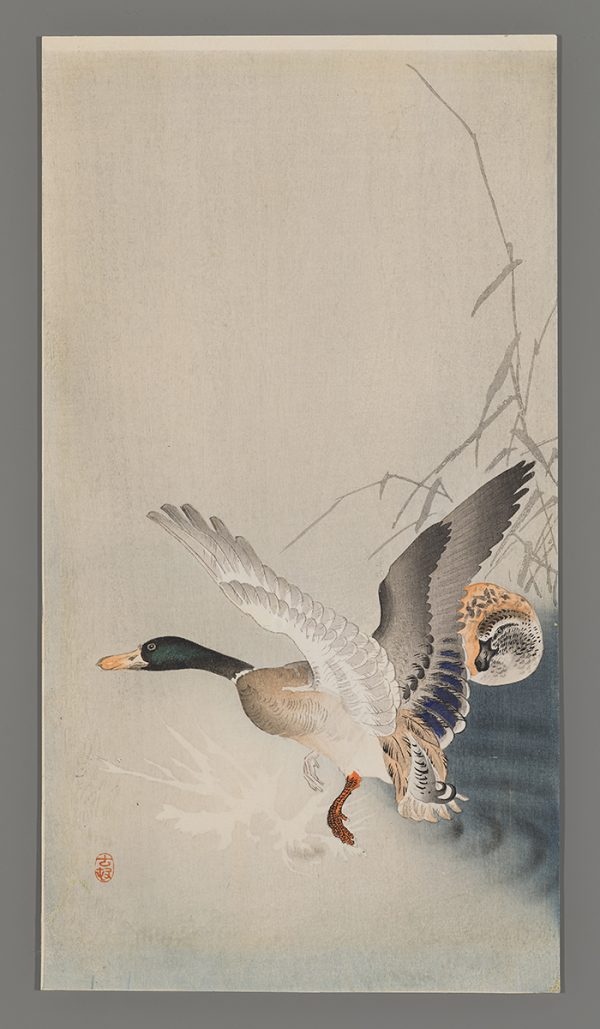 Wild Mallard Landing on Water; Another on the Shore Between the Rocks Koson